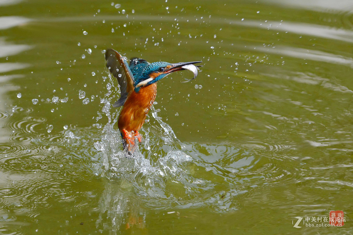 #尼康鸟类作品赏析#【翠鸟出水】 （老阿推荐）