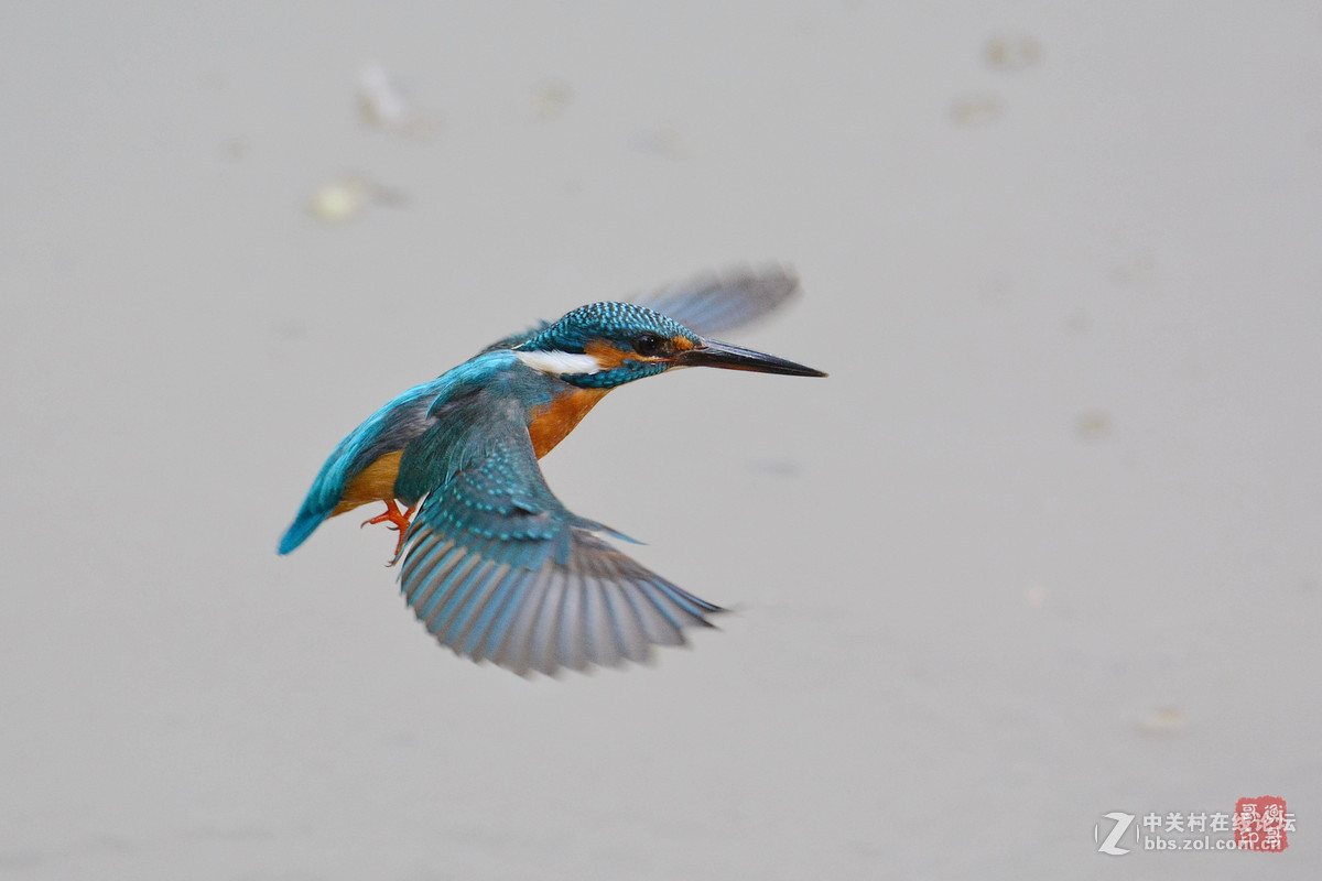 #尼康鸟类作品赏析#【翠鸟出水】 （老阿推荐）