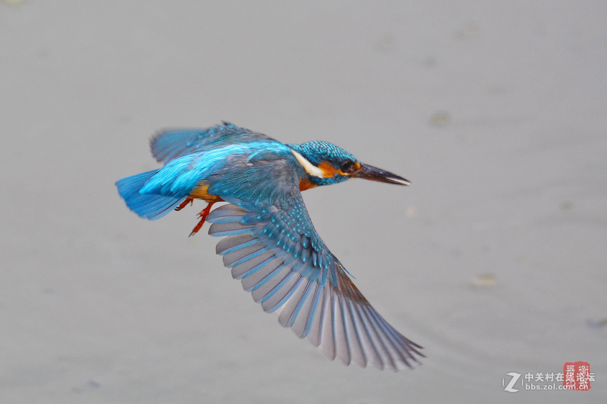 #尼康鸟类作品赏析#【翠鸟出水】 （老阿推荐）