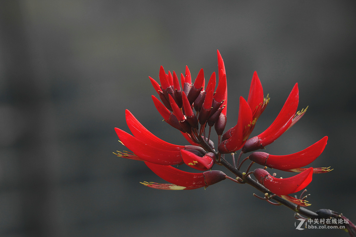 象牙红似火 太阳鸟无踪