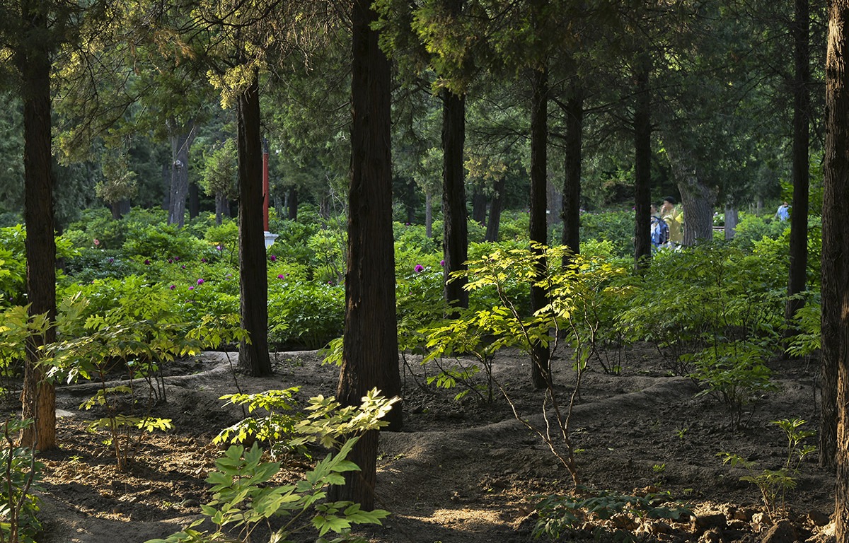 试用相机HDR设置的得与失