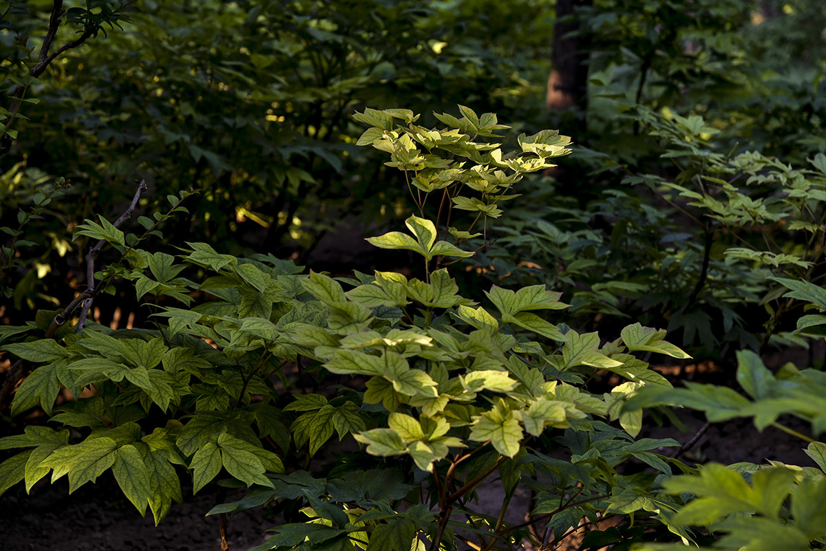 试用相机HDR设置的得与失