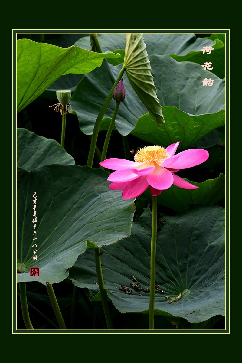 仲夏荷花（6）