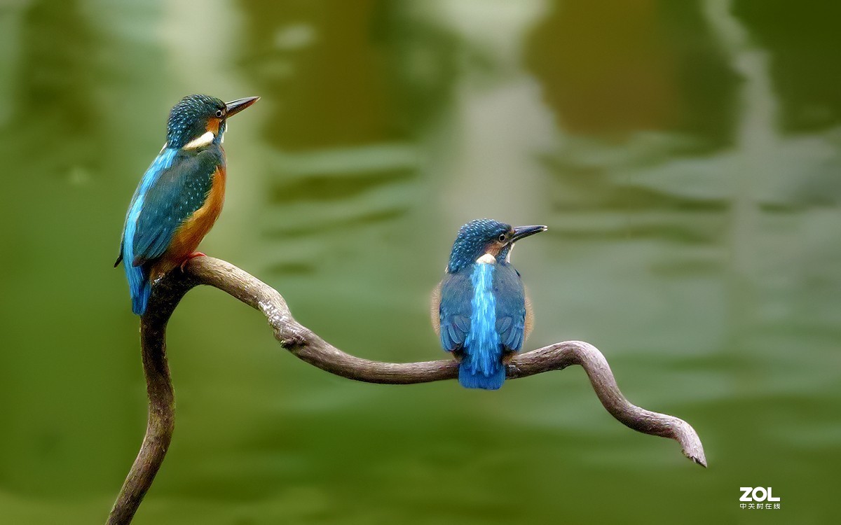 2019年拍鸟【09】--- 两只小翠