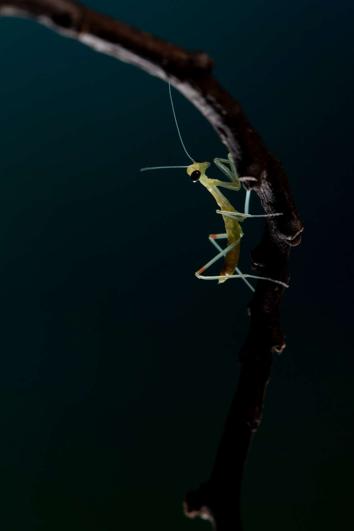 【微距拍摄】刚孵化的小螳螂