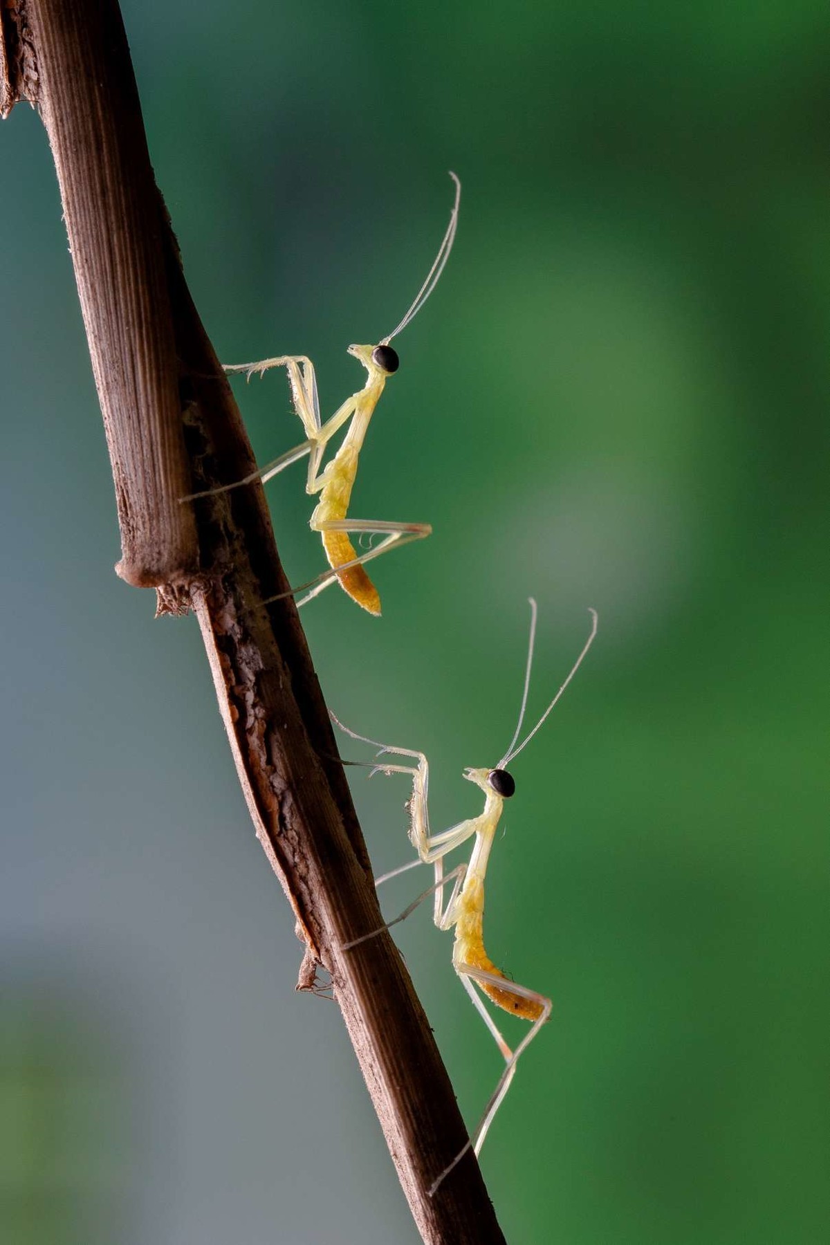 【微距拍摄】刚孵化的小螳螂