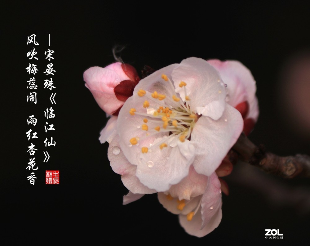 雨红杏花香