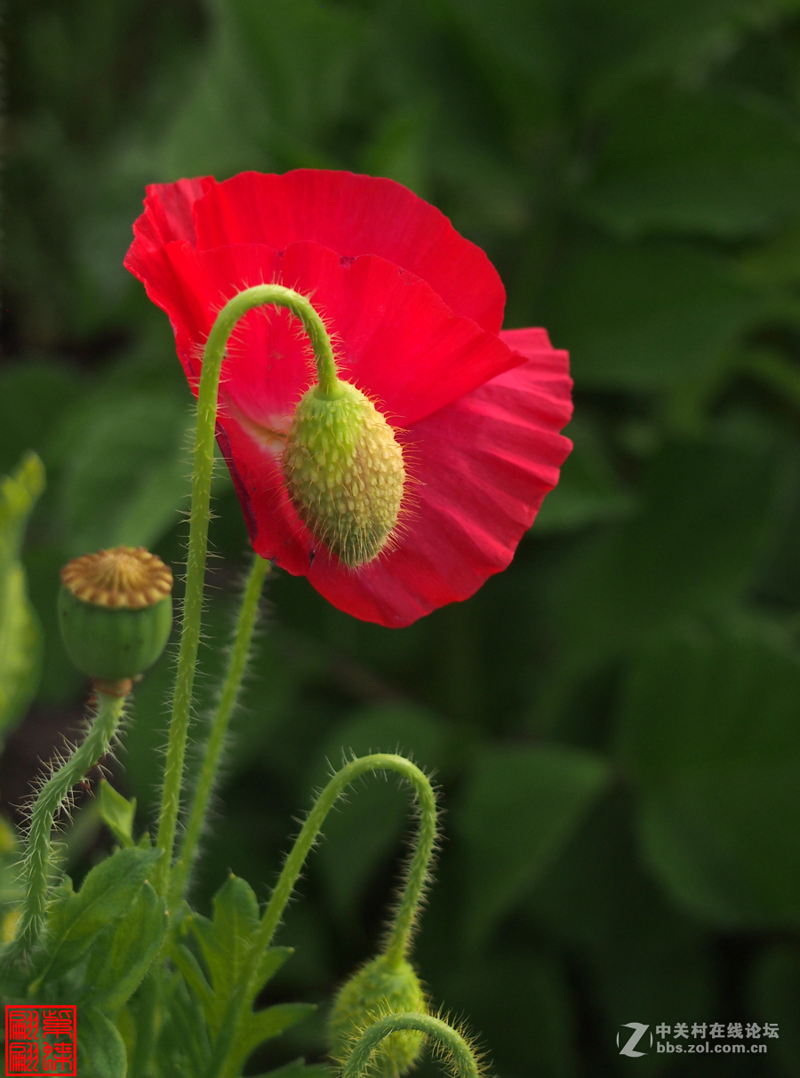 高原美丽的绸子花大红绸子花