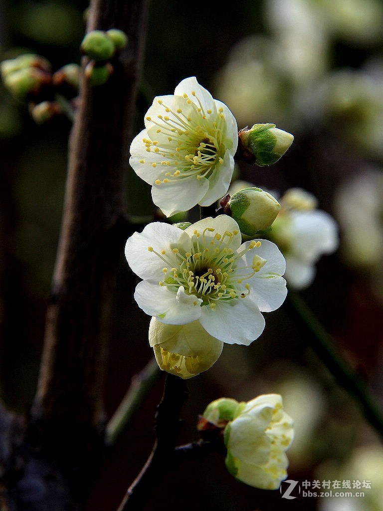 梅园绿萼梅开了
