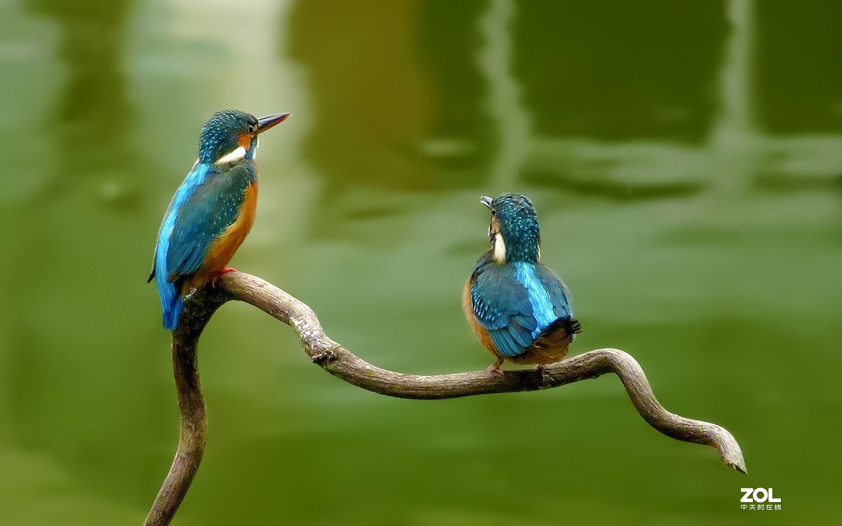 2019年拍鸟【09】--- 两只小翠