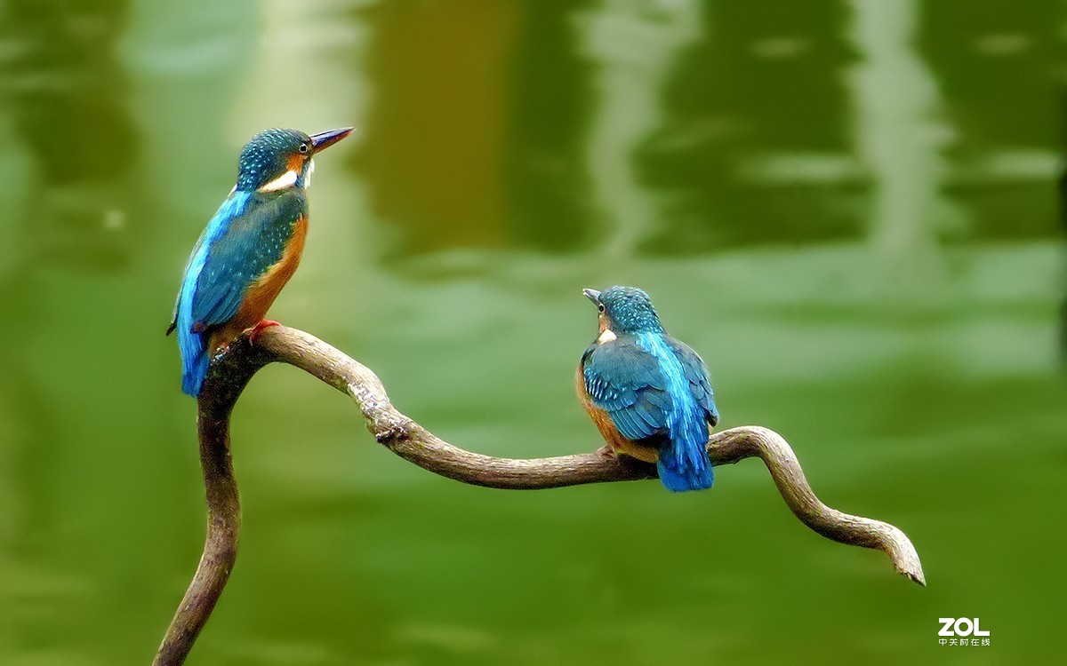 2019年拍鸟【09】--- 两只小翠