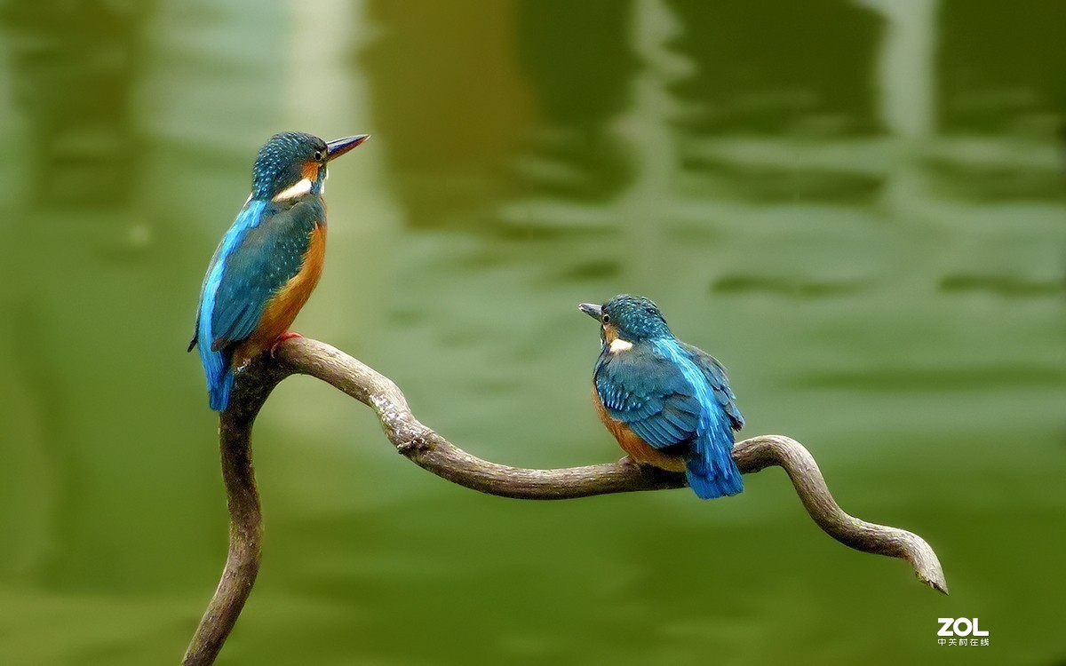 2019年拍鸟【09】--- 两只小翠