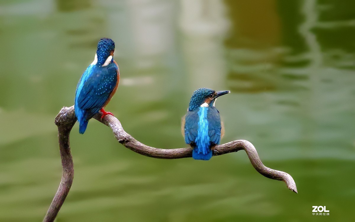 2019年拍鸟【09】--- 两只小翠