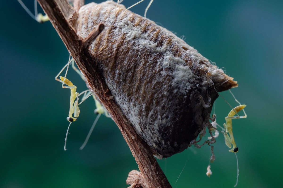 【微距拍摄】刚孵化的小螳螂