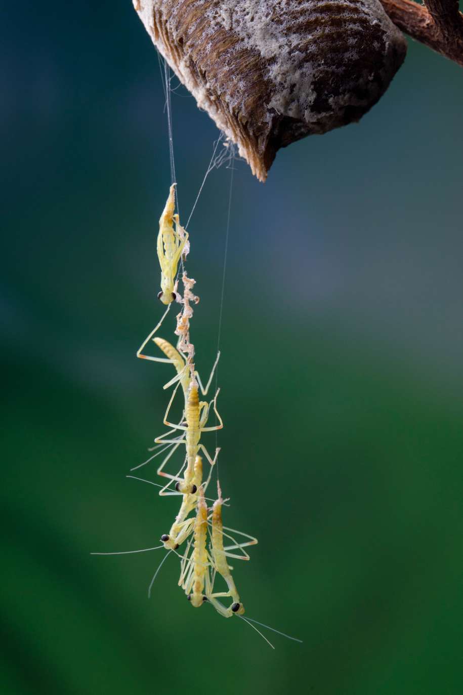 【微距拍摄】刚孵化的小螳螂