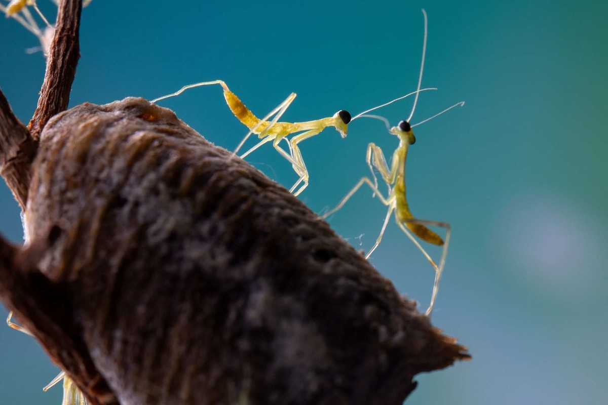 【微距拍摄】刚孵化的小螳螂