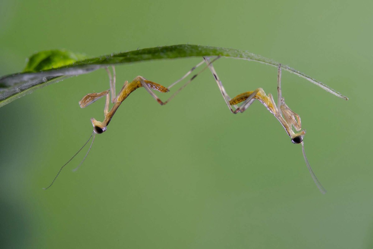 【微距拍摄】刚孵化的小螳螂