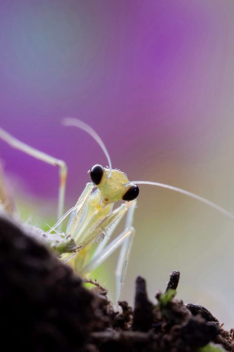 【微距拍摄】刚孵化的小螳螂