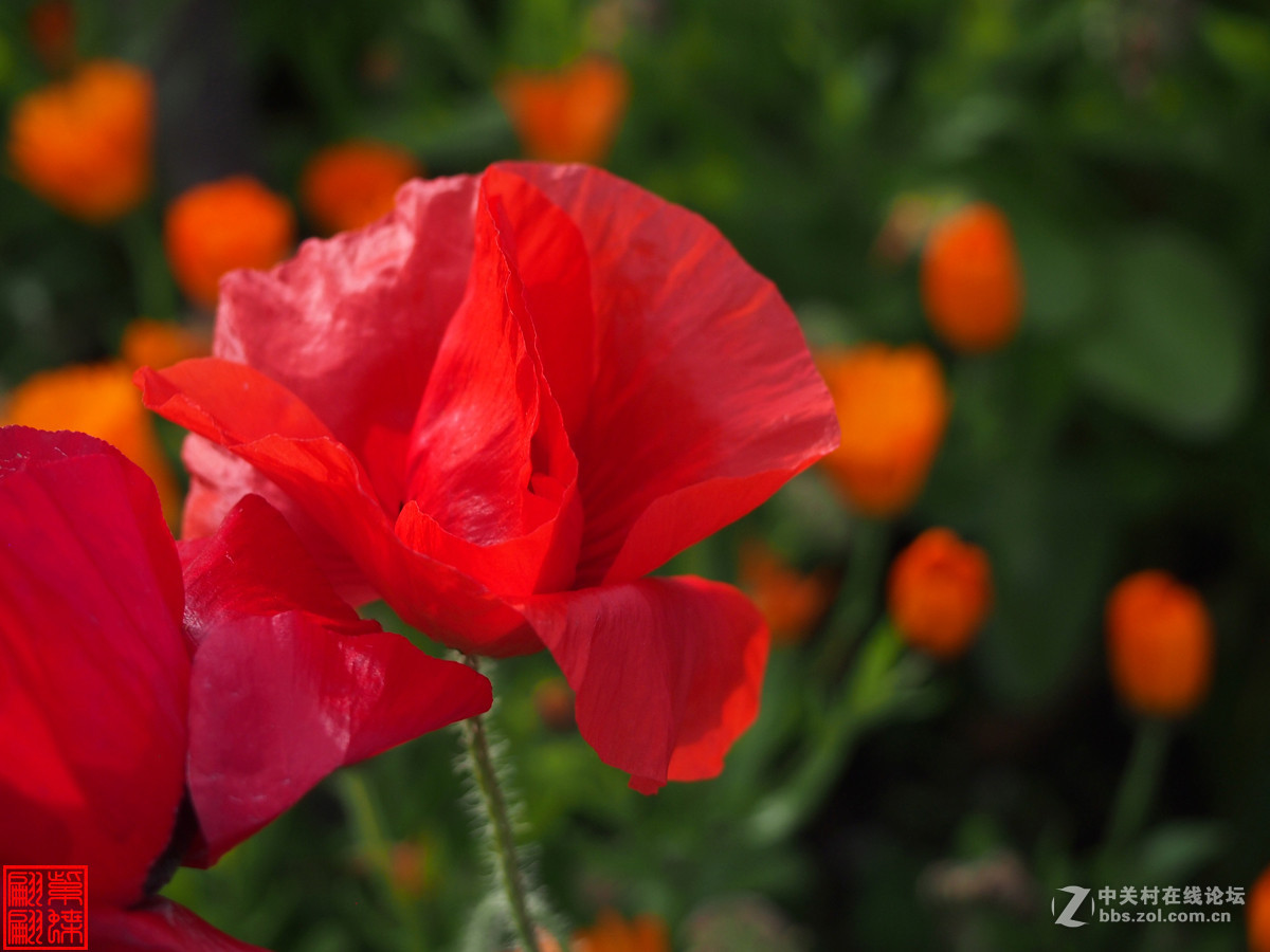 高原美丽的绸子花大红绸子花