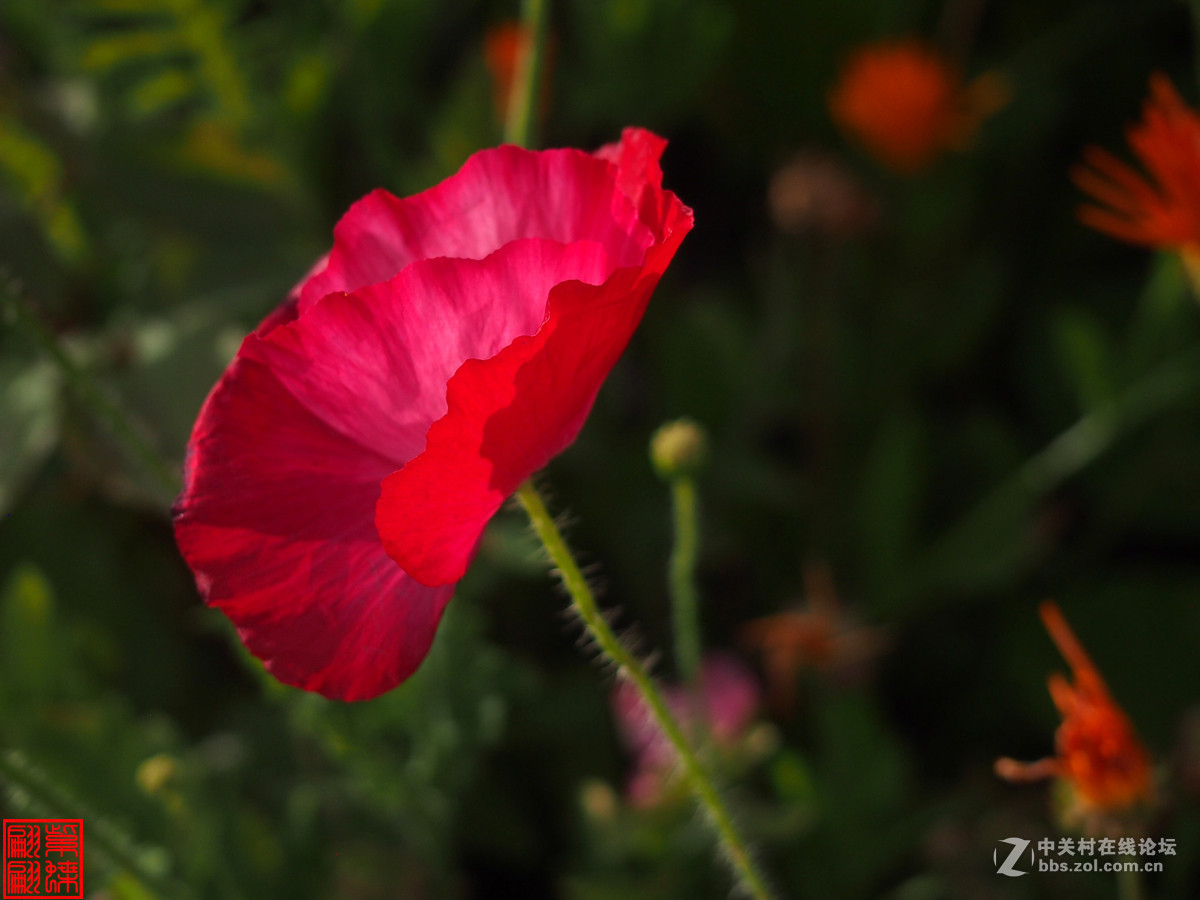 高原美丽的绸子花大红绸子花