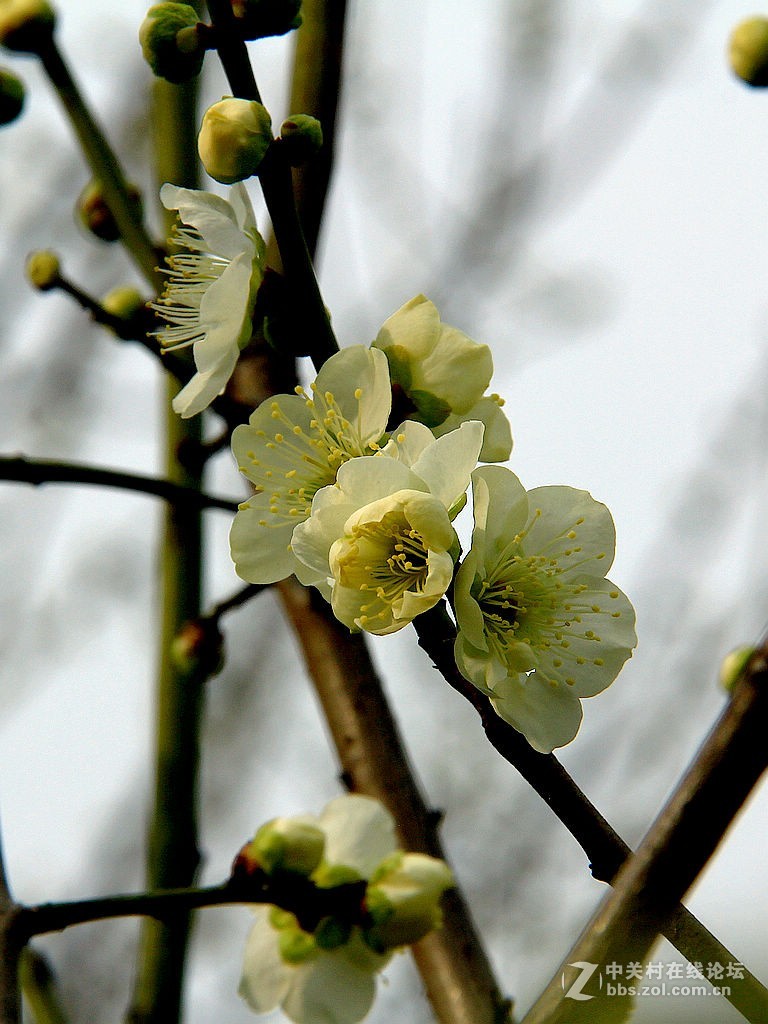梅园绿萼梅开了