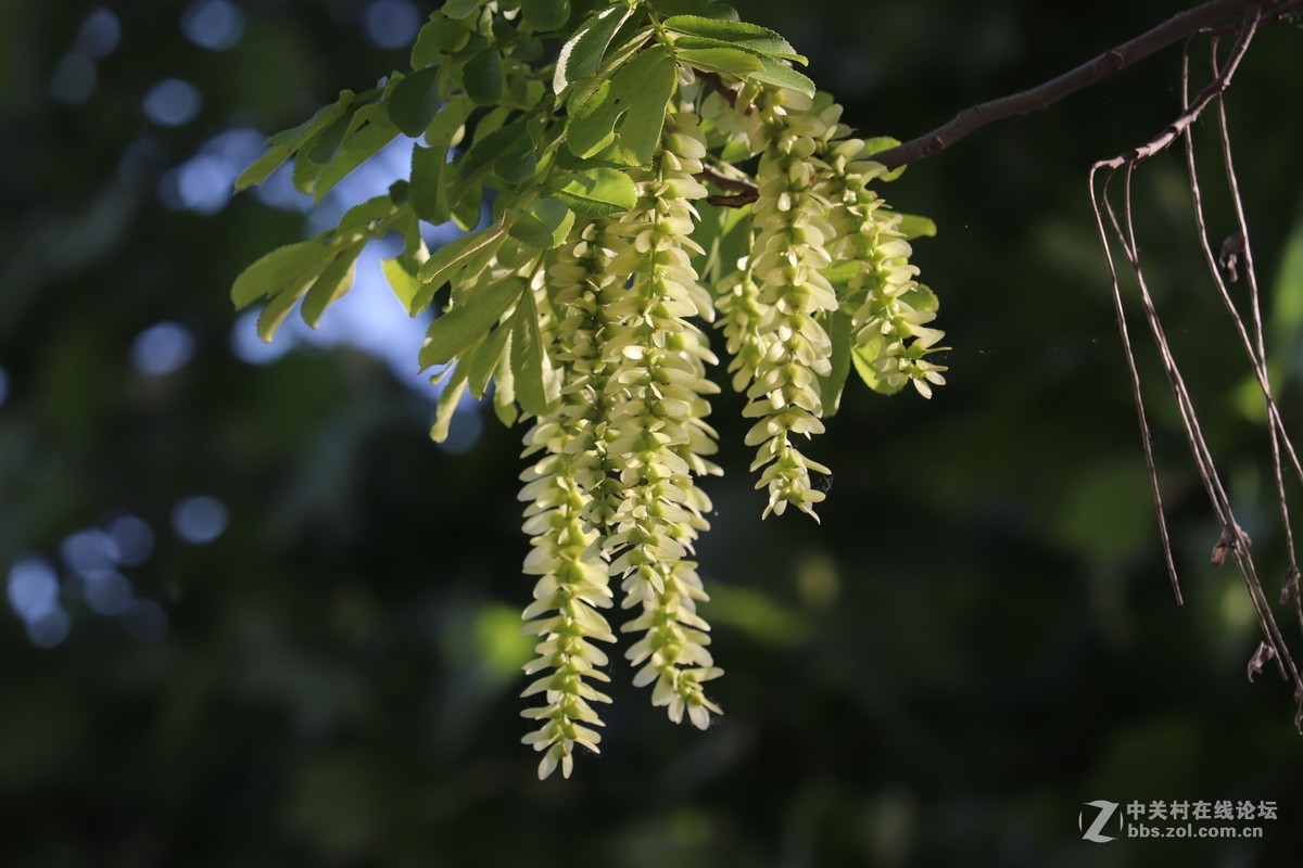 光影下的枫杨花
