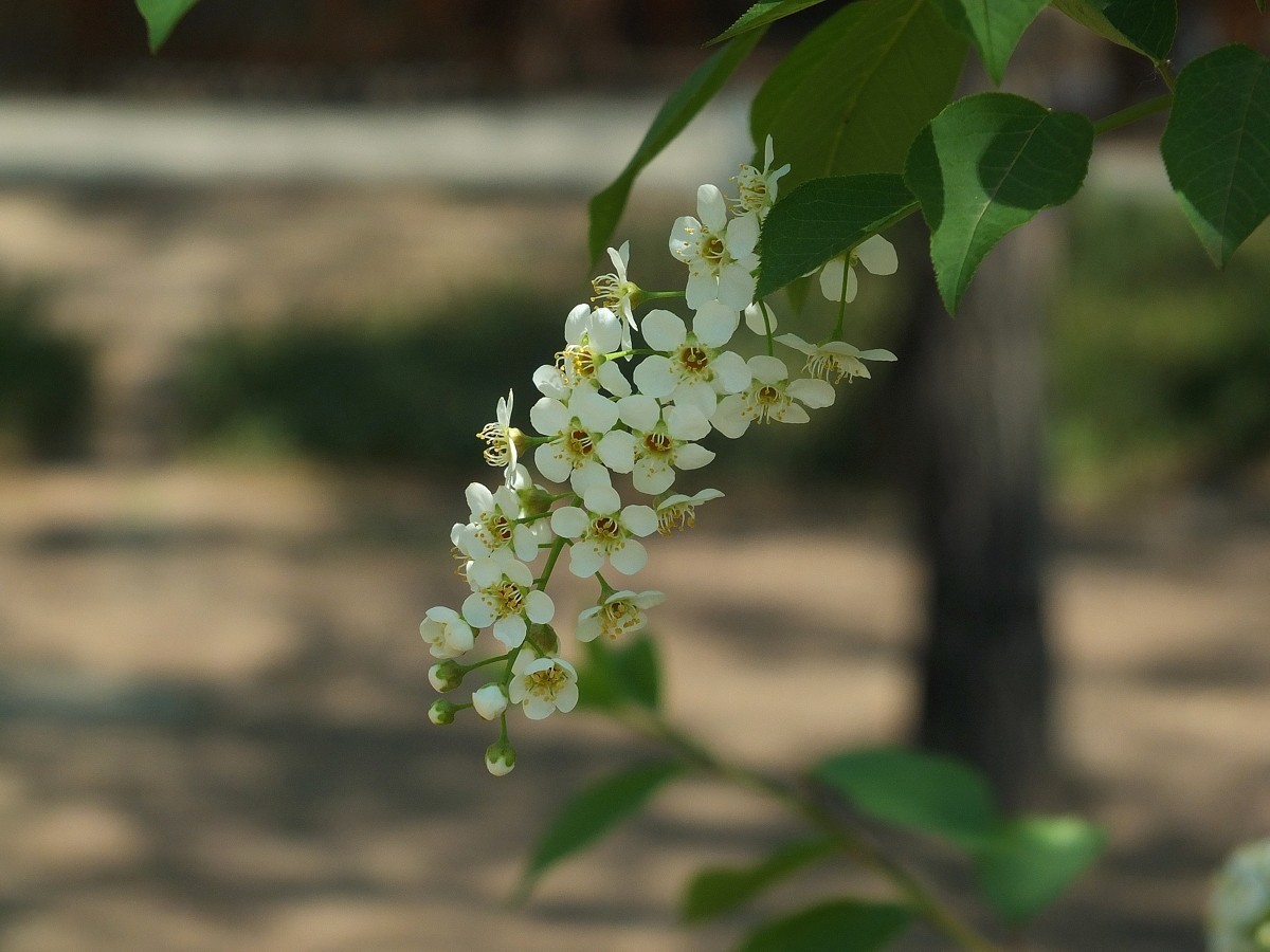 北京植物园的稠李