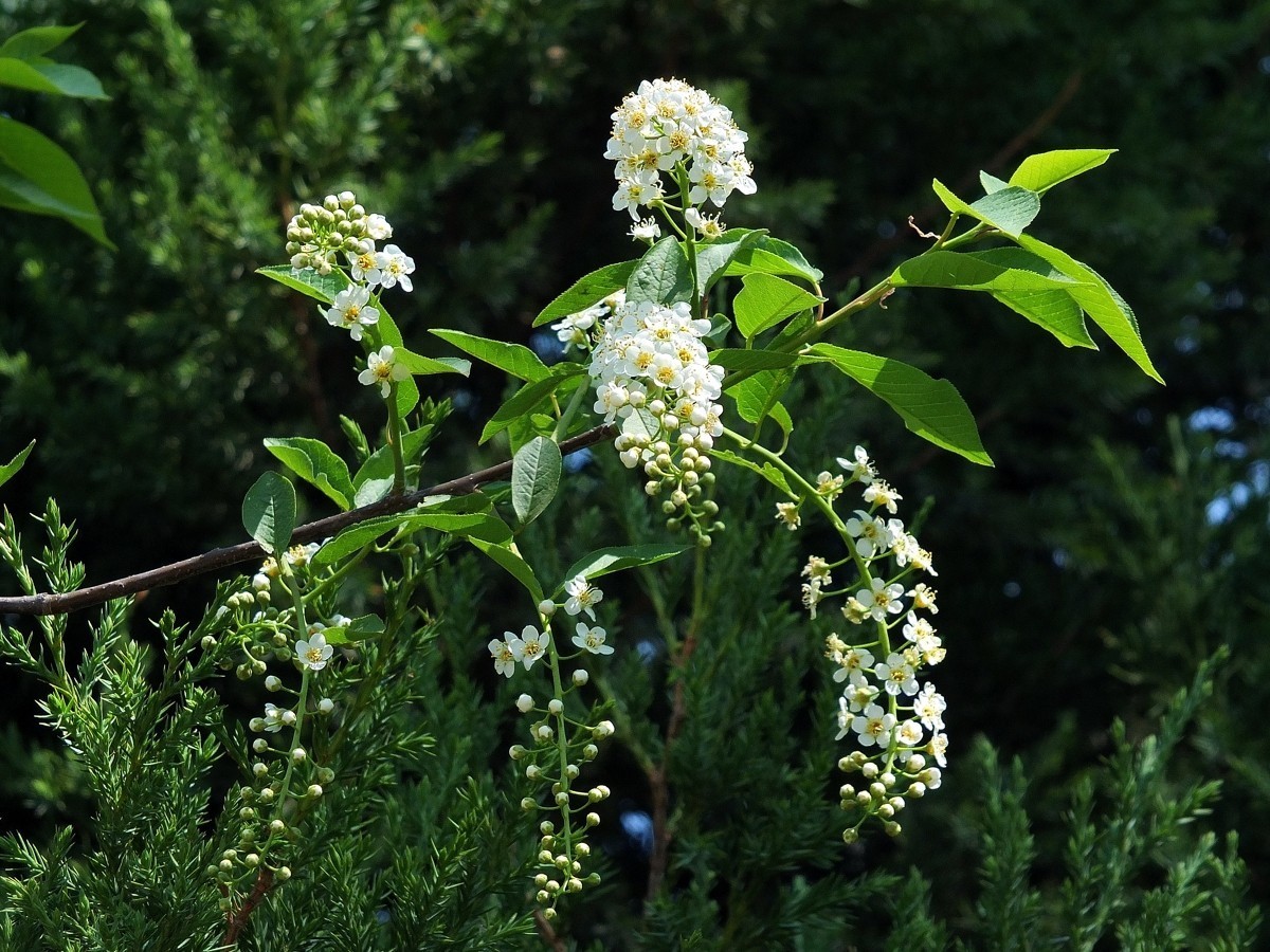 北京植物园的稠李