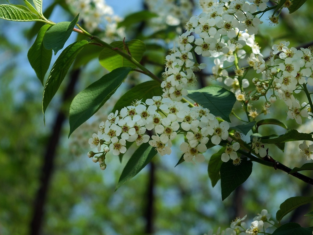 北京植物园的稠李