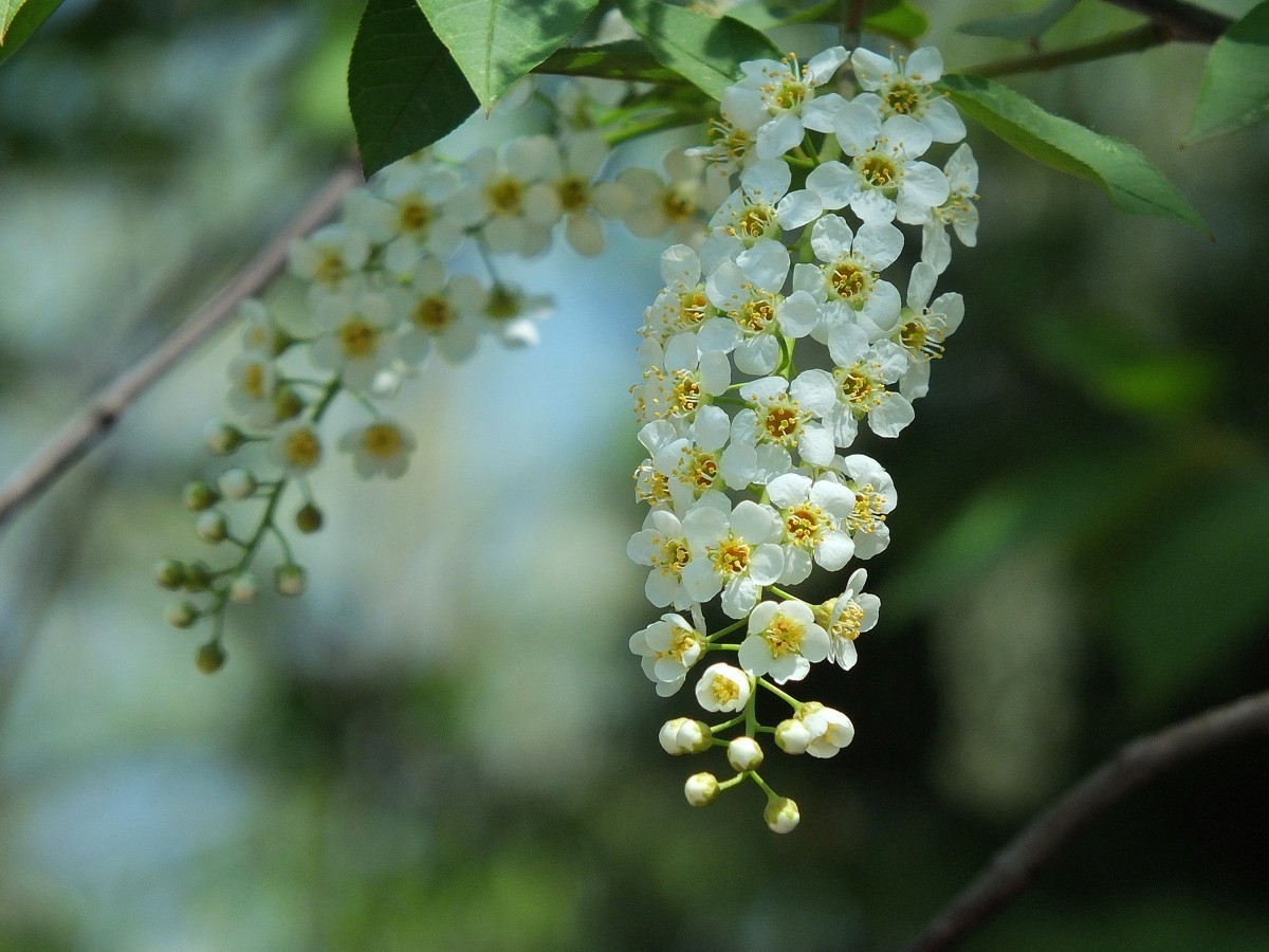 北京植物园的稠李