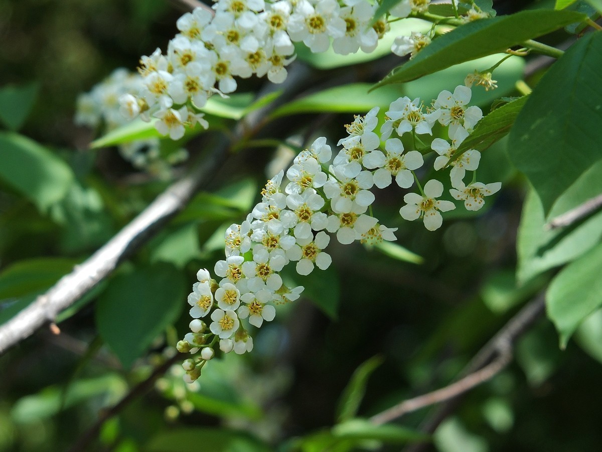 北京植物园的稠李