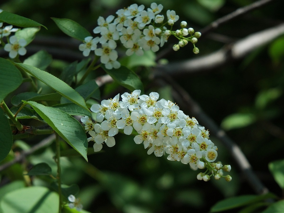 北京植物园的稠李