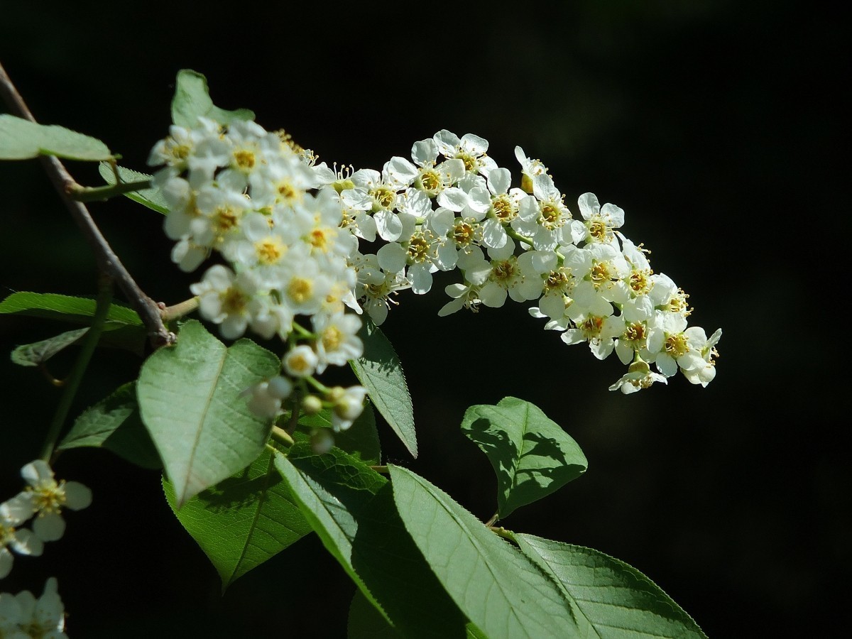 北京植物园的稠李