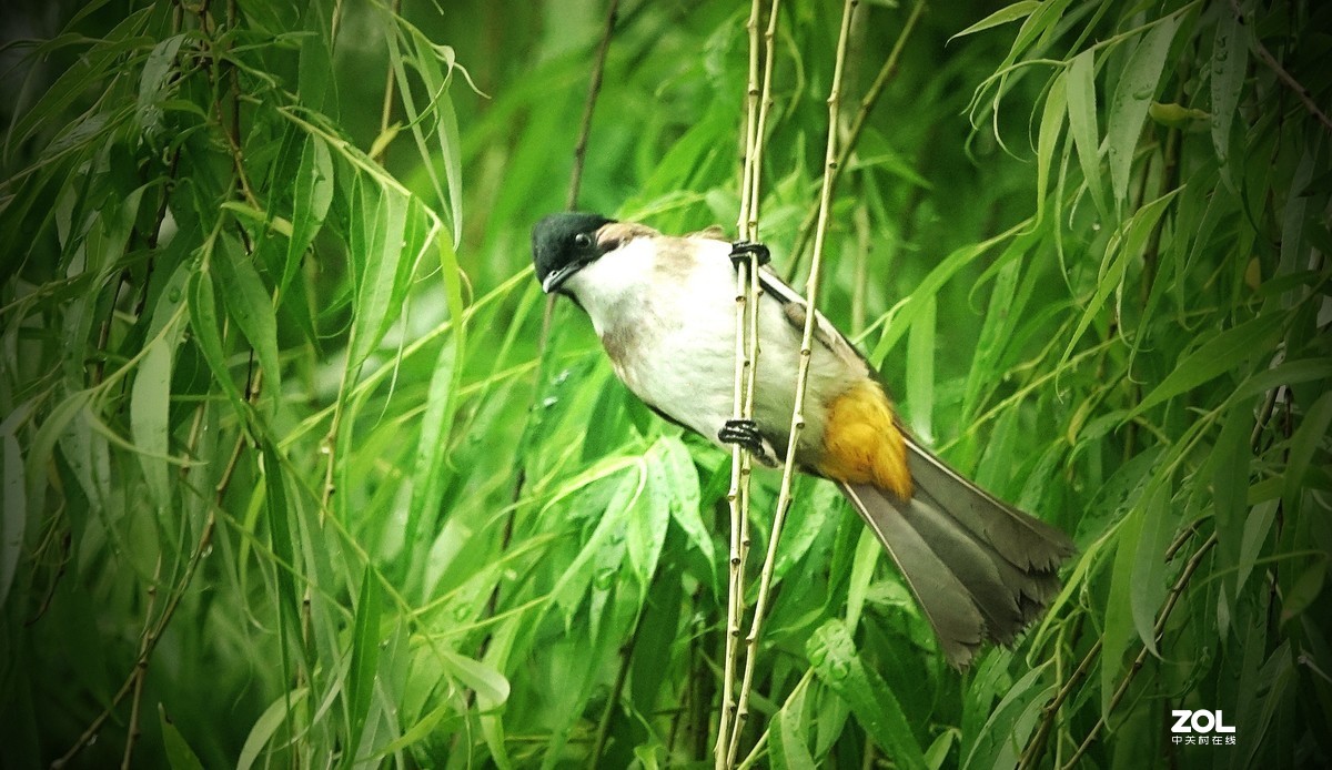 索尼黑卡拍鸟《9》