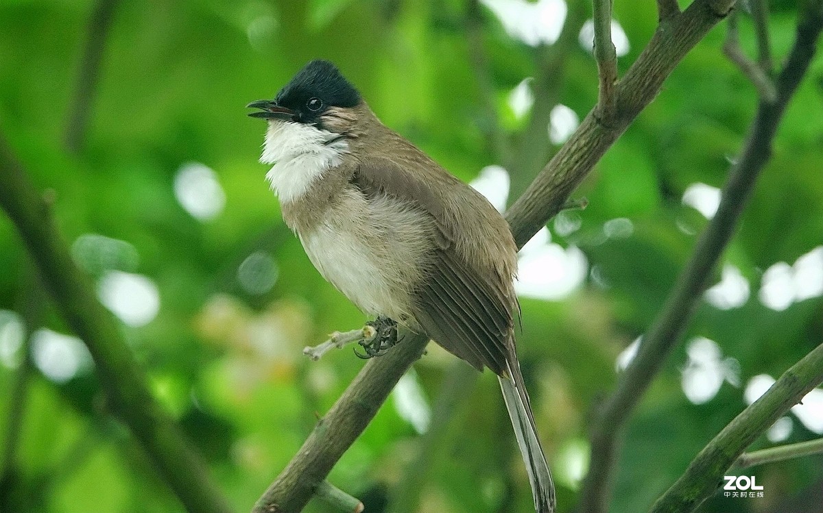 索尼黑卡拍鸟《9》