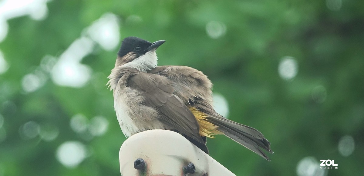 索尼黑卡拍鸟《9》