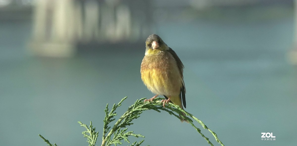 索尼黑卡拍鸟《9》