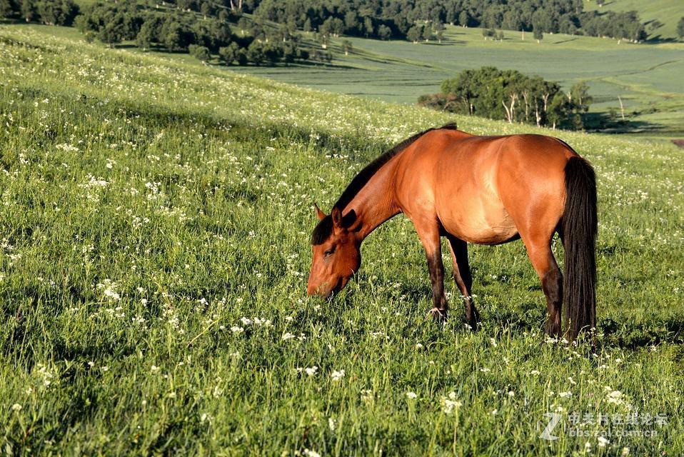 怎一个热字了得，丰宁大汗行宫让你感受什么叫cool夏