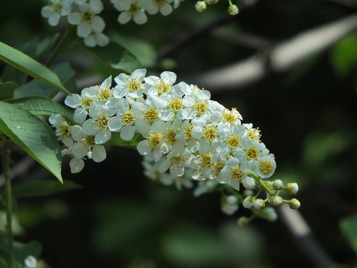 北京植物园的稠李