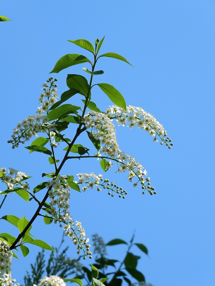 北京植物园的稠李