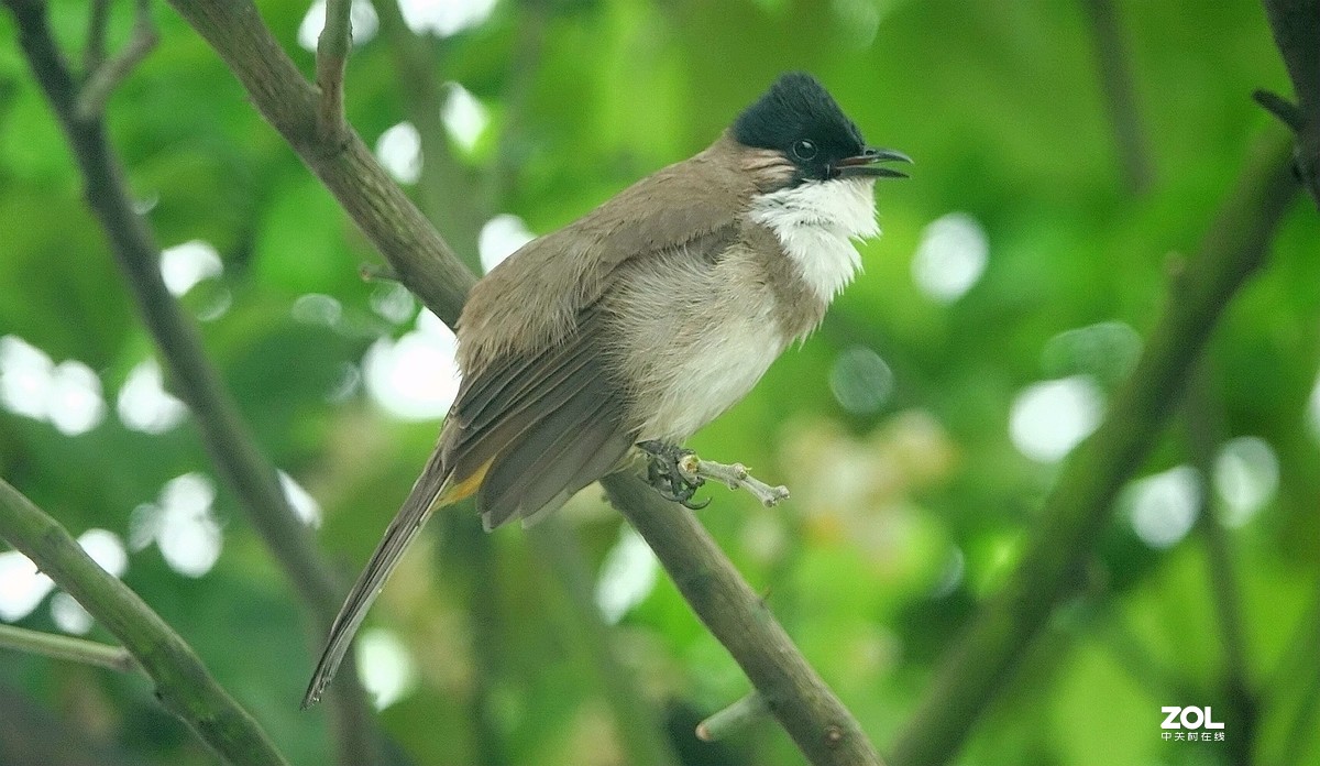 索尼黑卡拍鸟《9》