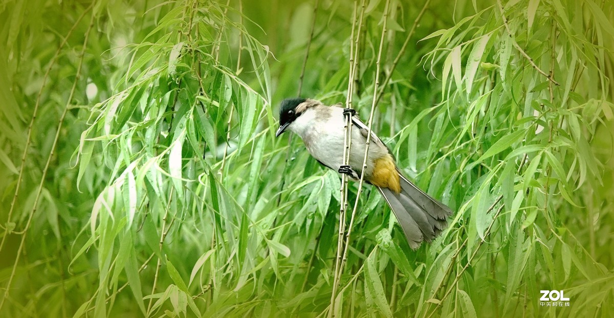 索尼黑卡拍鸟《9》