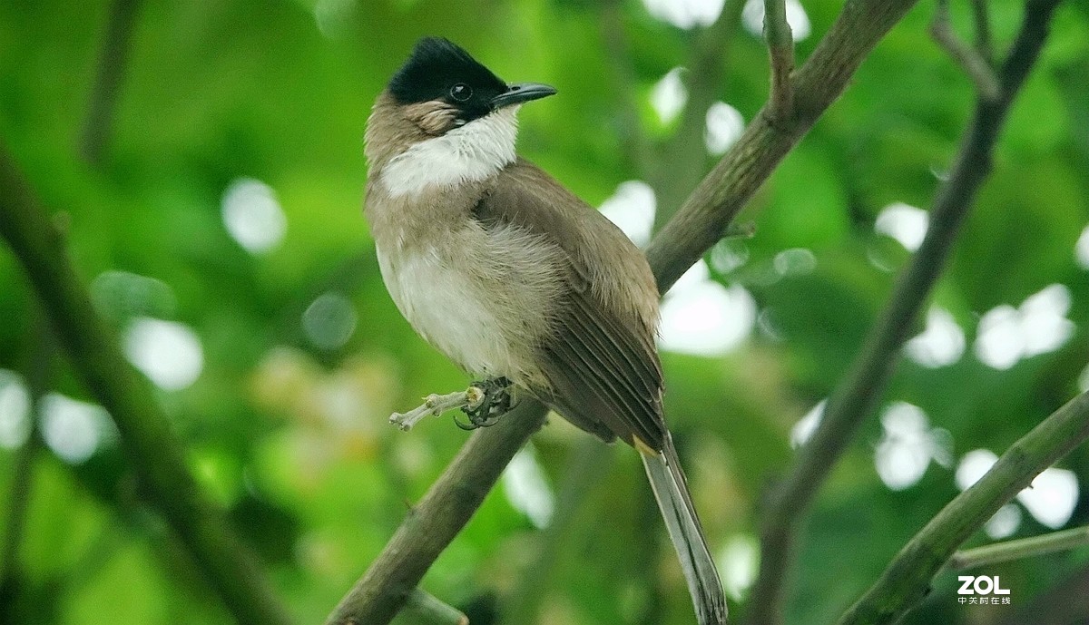 索尼黑卡拍鸟《9》