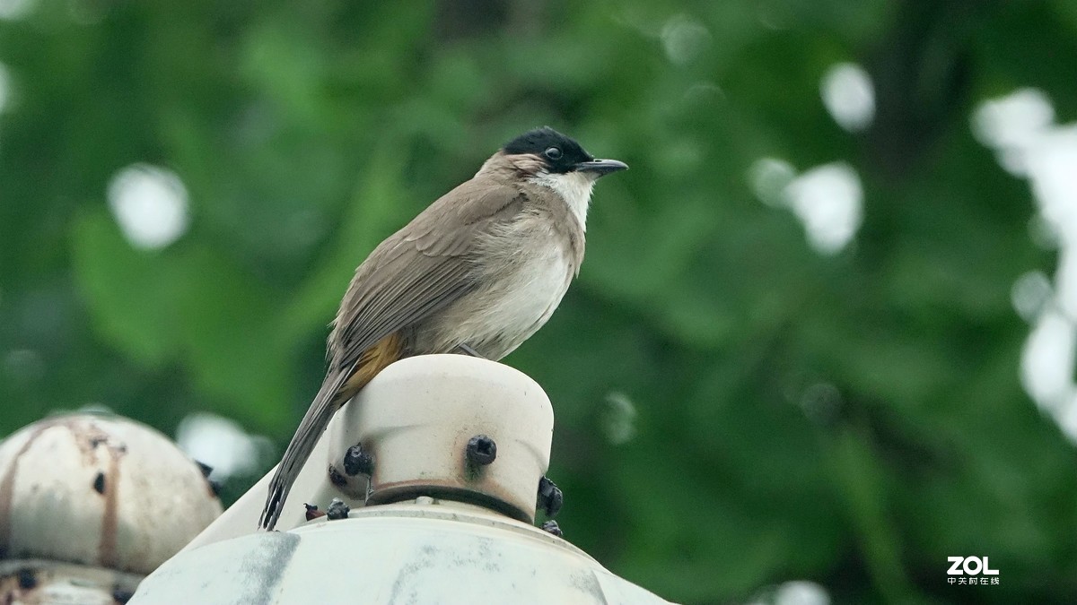 索尼黑卡拍鸟《9》