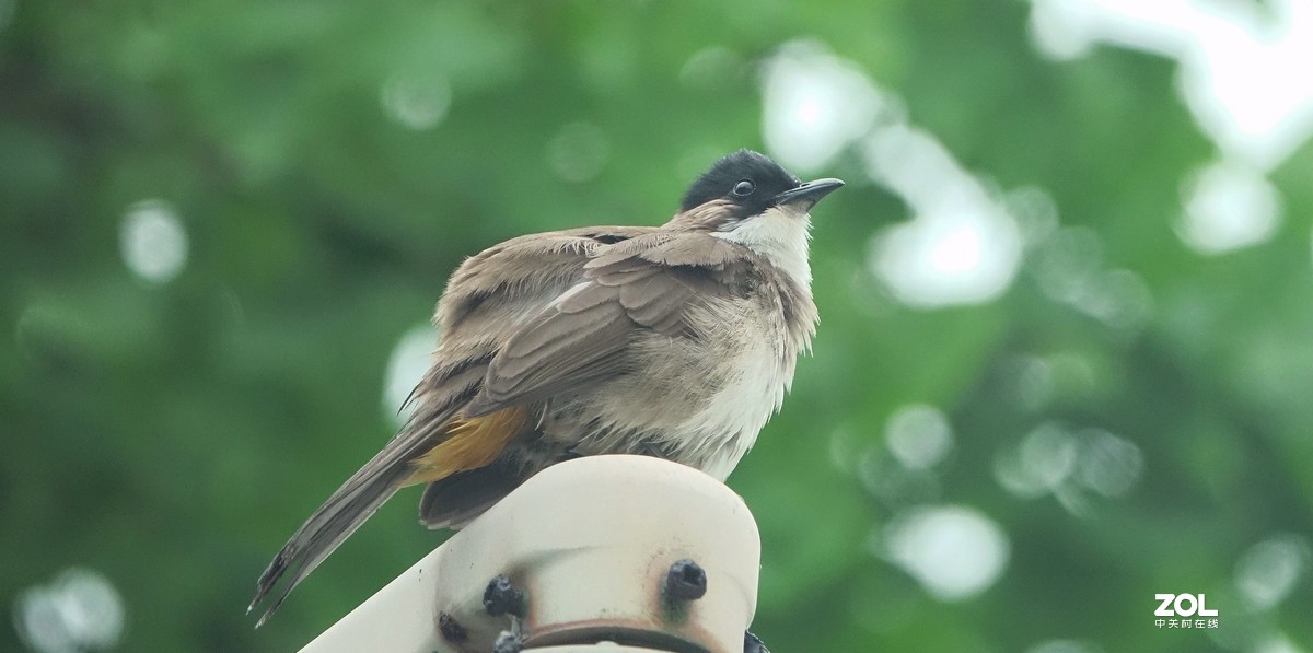 索尼黑卡拍鸟《9》