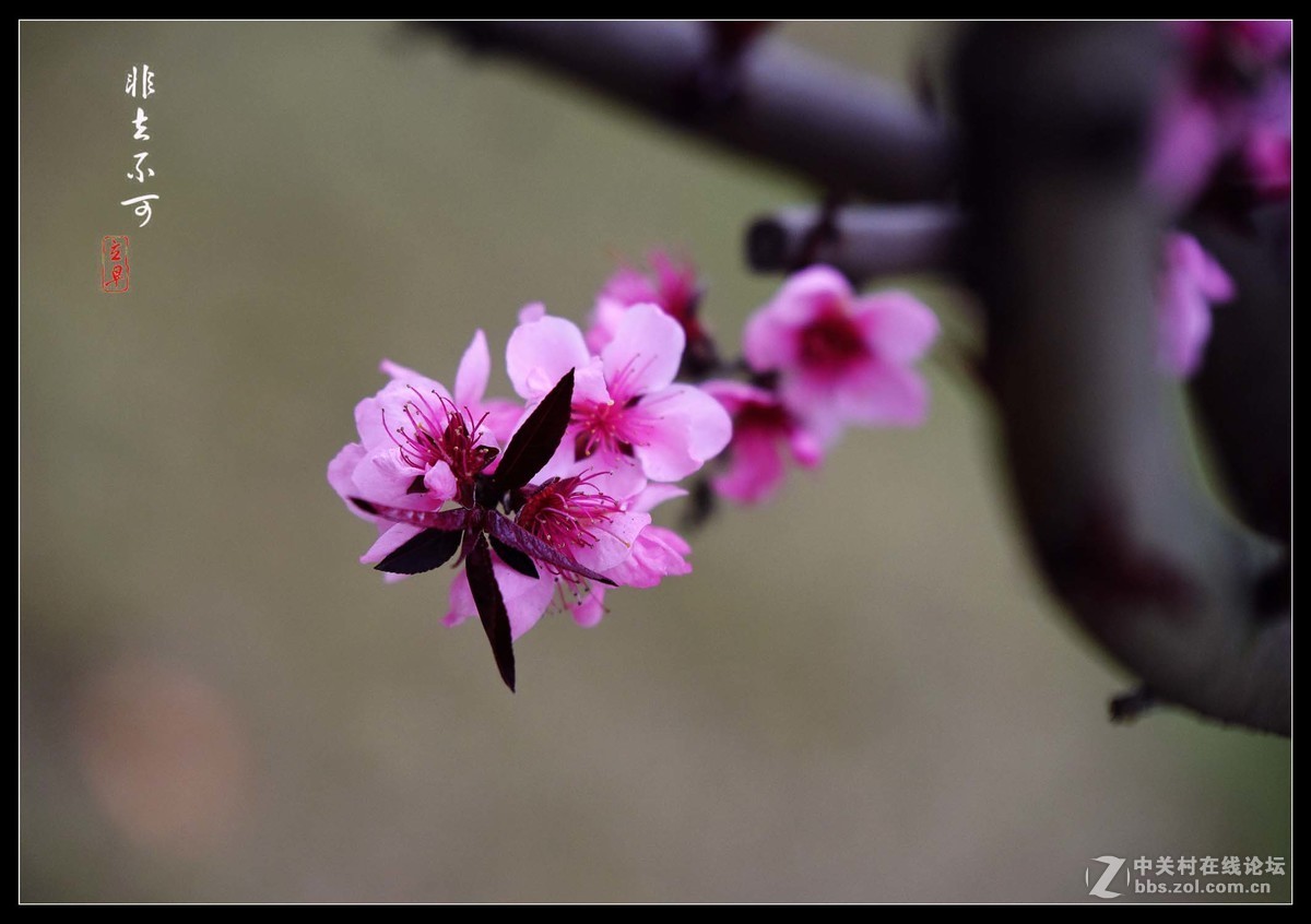 粉红桃花娇