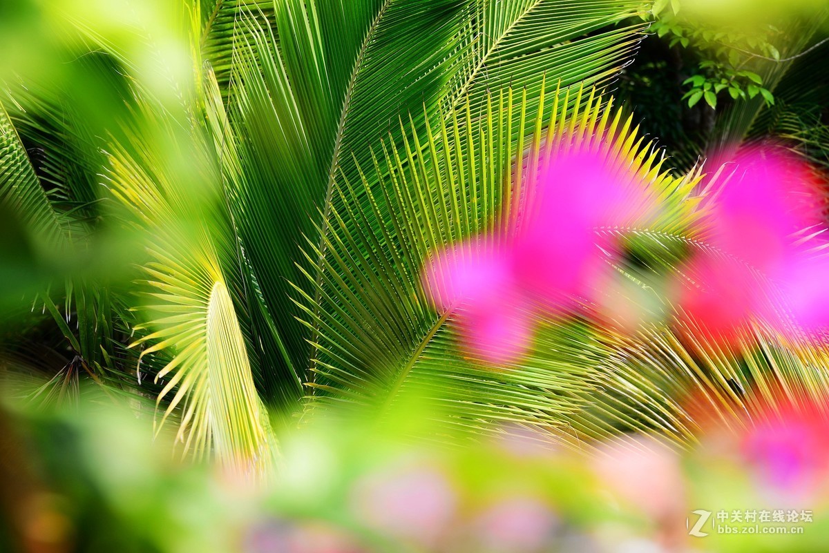 椰枝与花卉