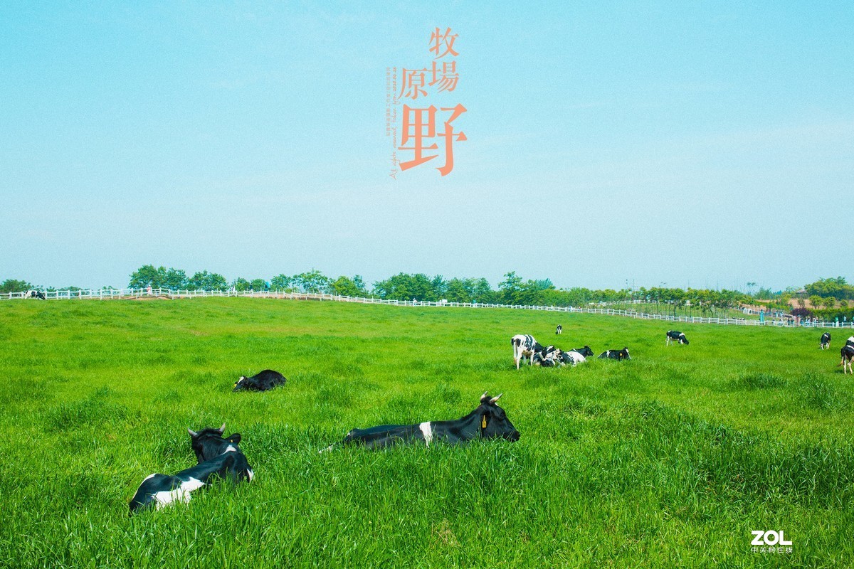 德阳原野牧场风吹草低见牛羊