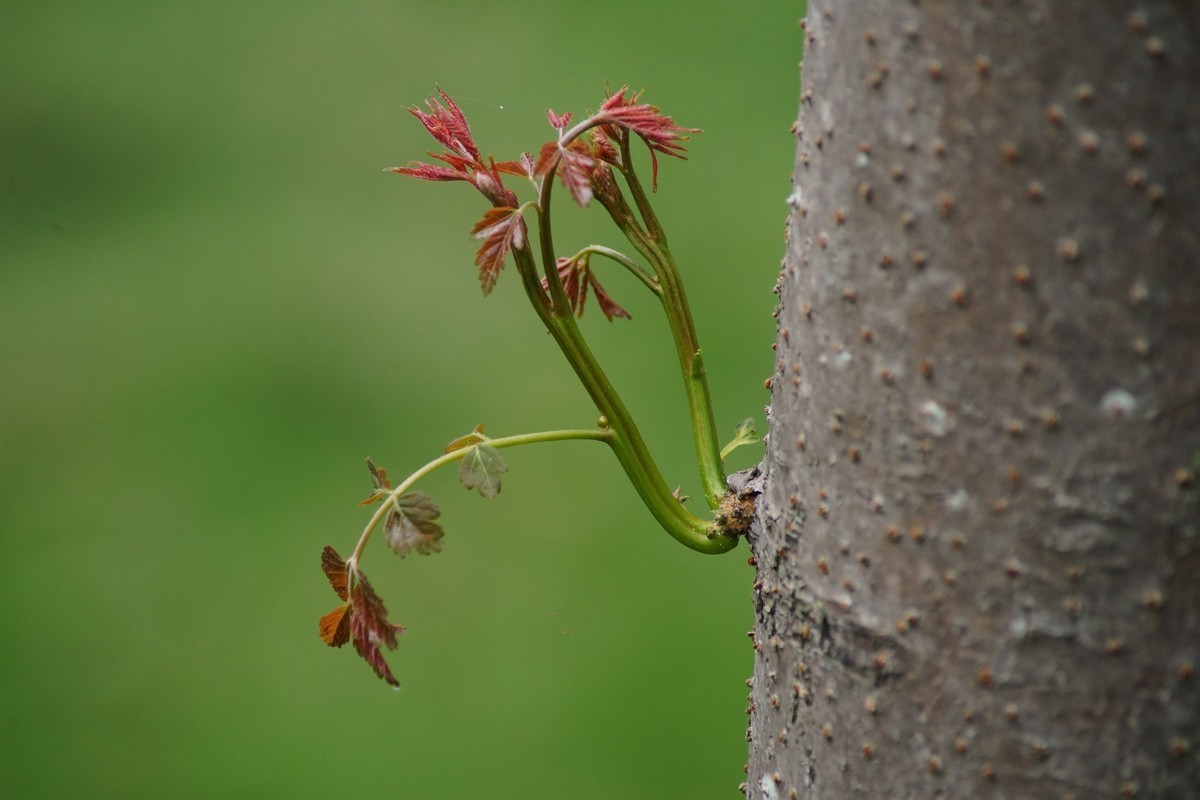 感受大自然的气味