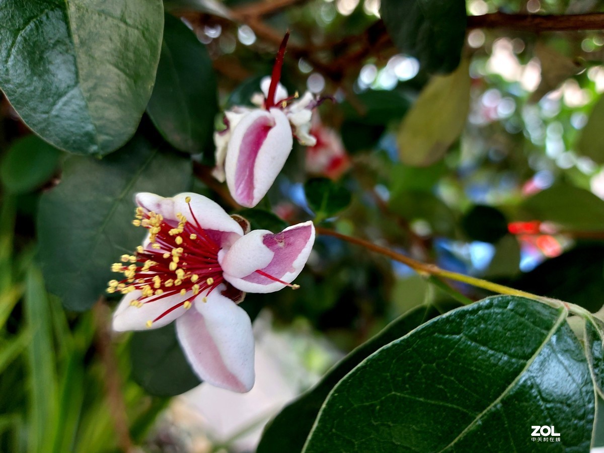 不被人们关注的菲油果花
